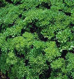 Green River Parsley seed  Petroselinum crispum 